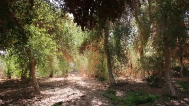 الغابة الشجرية في الأقصر.. تصوير: أبوالحسن عبدالستار
