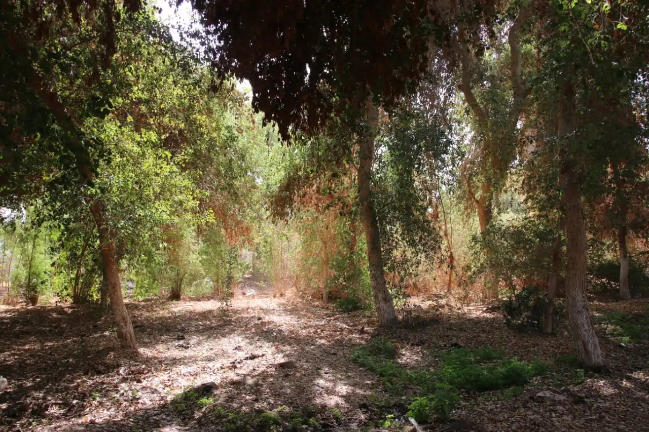 الغابة الشجرية في الأقصر.. تصوير: أبوالحسن عبدالستار