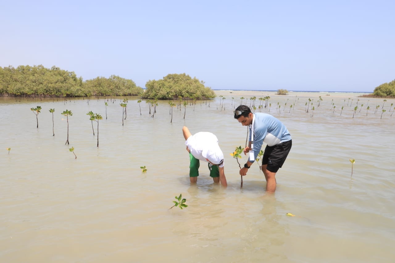 مشروع إكثار المانجروف سفاجا.. الصورة من صفحة جمعية بيئة بلا حدود على فيسبوك
