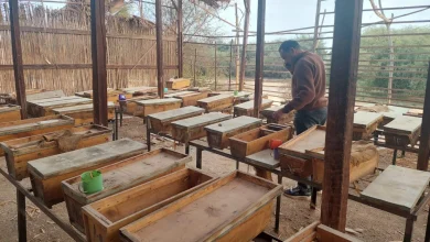 النحل الفرعوني بمحمية الوادي الأسيوطي.. تصوير: جاسمين مهني