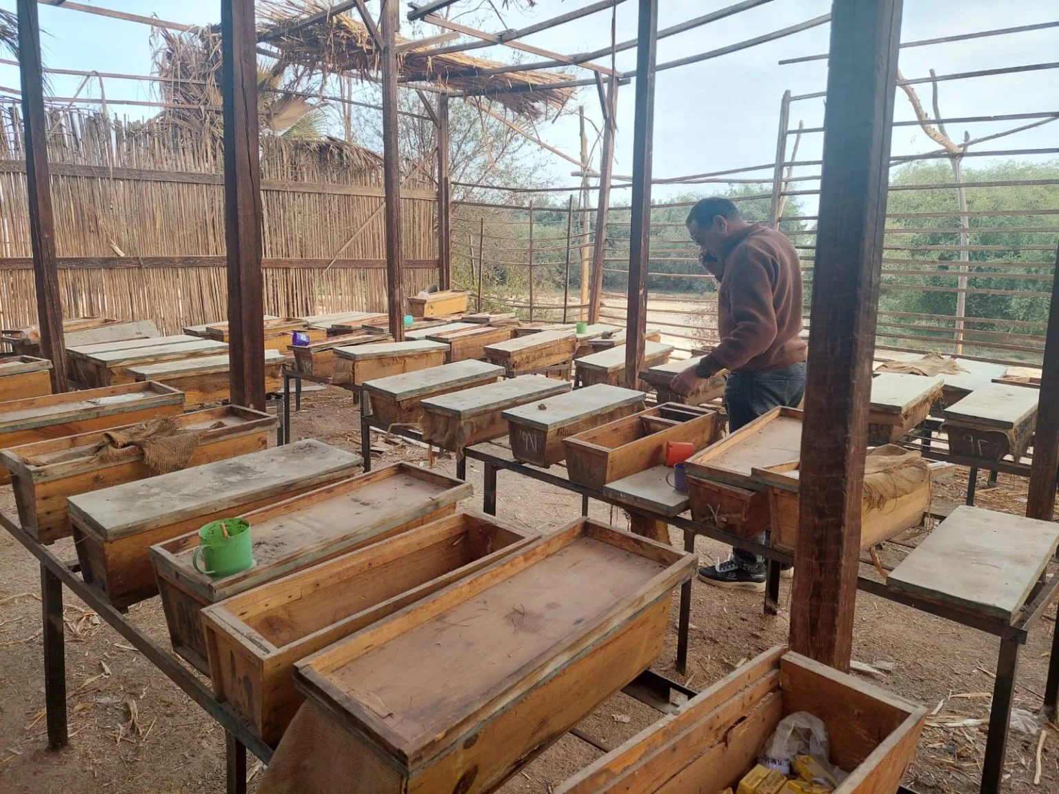 النحل الفرعوني بمحمية الوادي الأسيوطي.. تصوير: جاسمين مهني