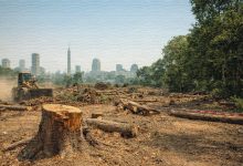 صورة تم توليدها بالذكاء الاصطناعي عن ظاهرة قطع الاشجار