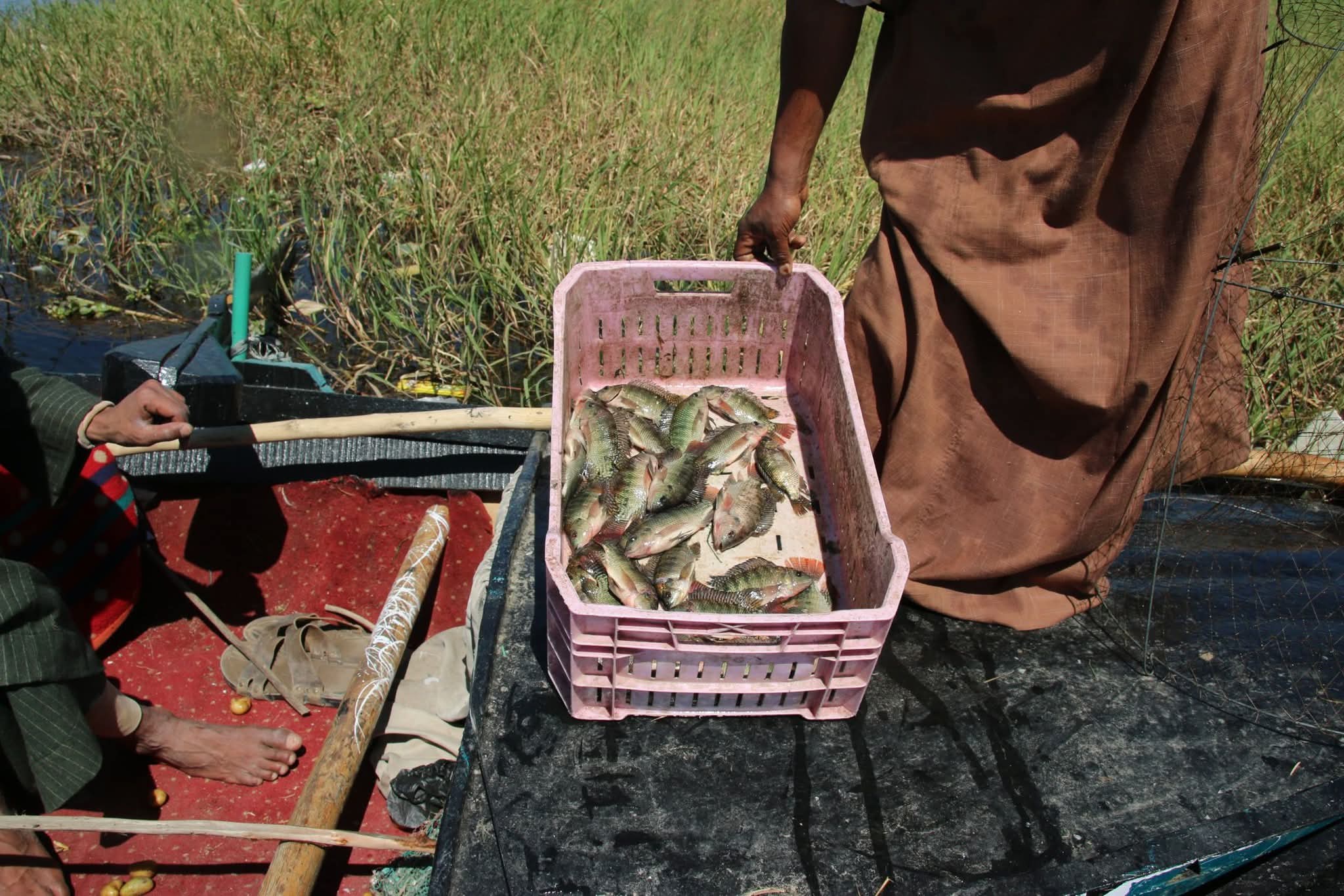 صيد السمك في الأقصر.. تصوير: أبوالحسن عبدالستار