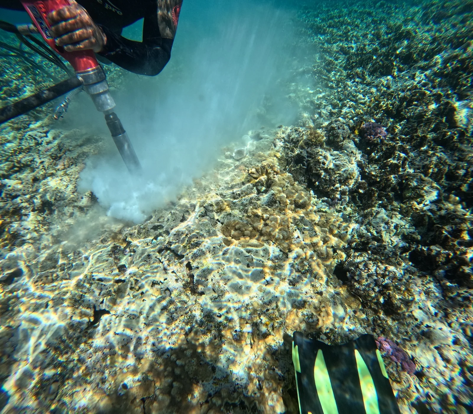 تركيب الشنمدروات فى الجزر البعيدة البحر الأحمر.. الصورة من فريق جمعية هيبكا 