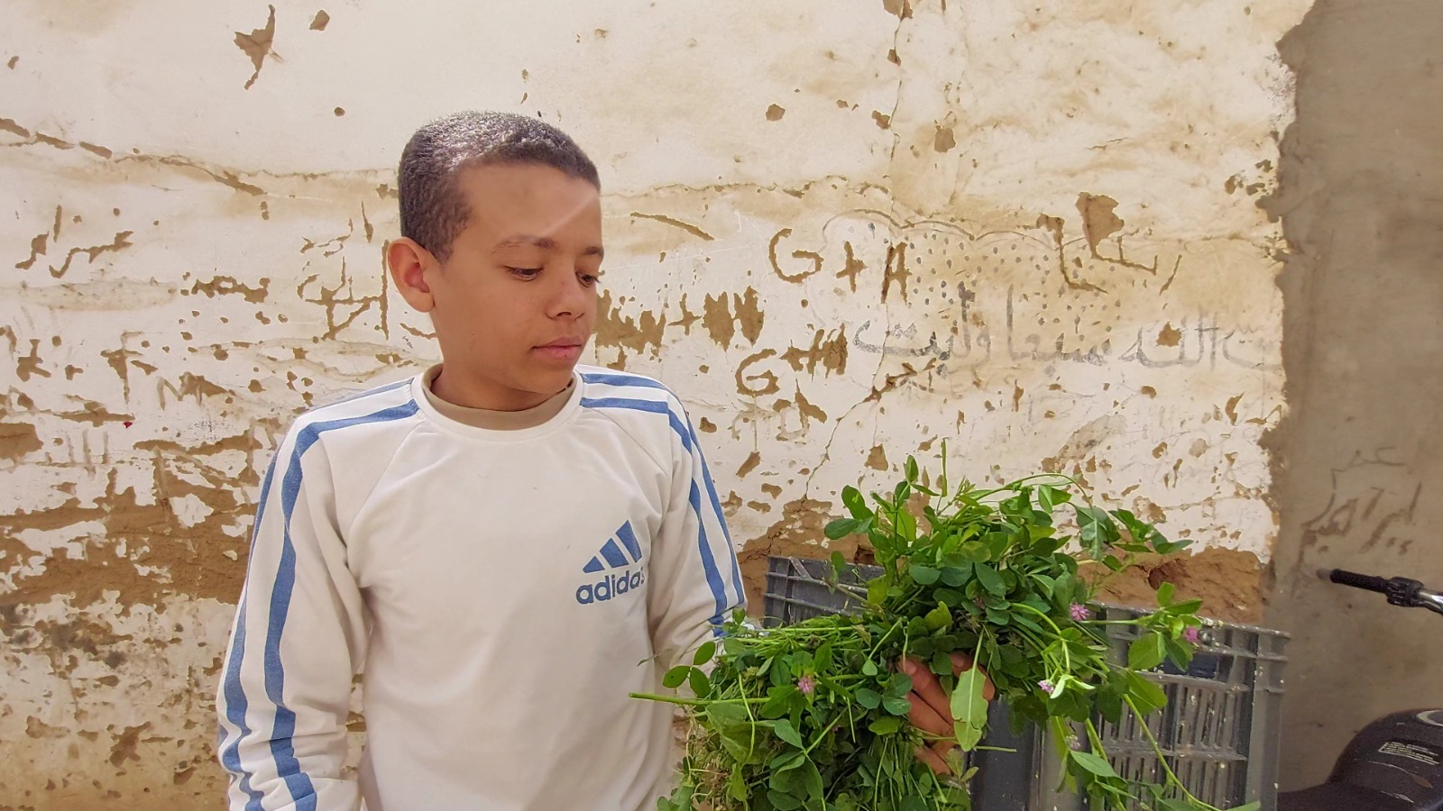 إحضار البرسيم من "الغيط" تمهيدا لطبخه.. تصوير: هدير محمود