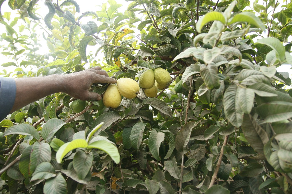 حصاد الجوافة تصوير أبوالحسن عبدالستار