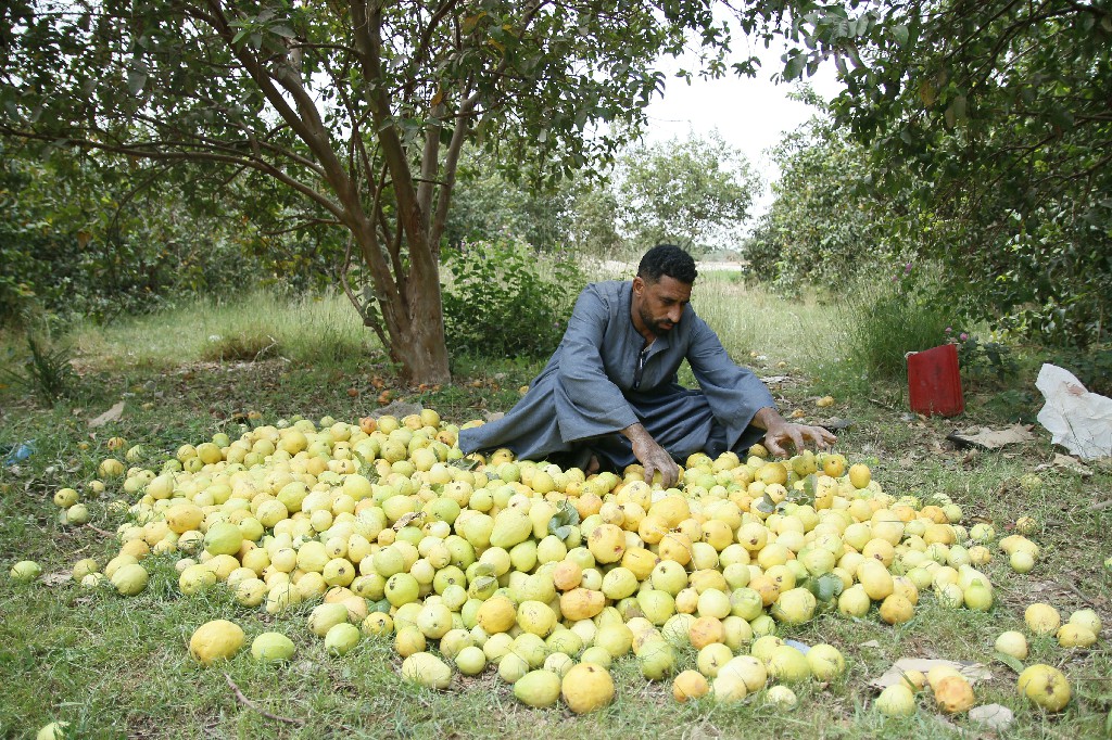 موسم حصاد الجوافة.. تصوير: أبوالحسن عبدالستار