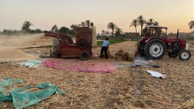 موسم حصاد القمح في أسيوط.. تضوير: جاسمين مهني