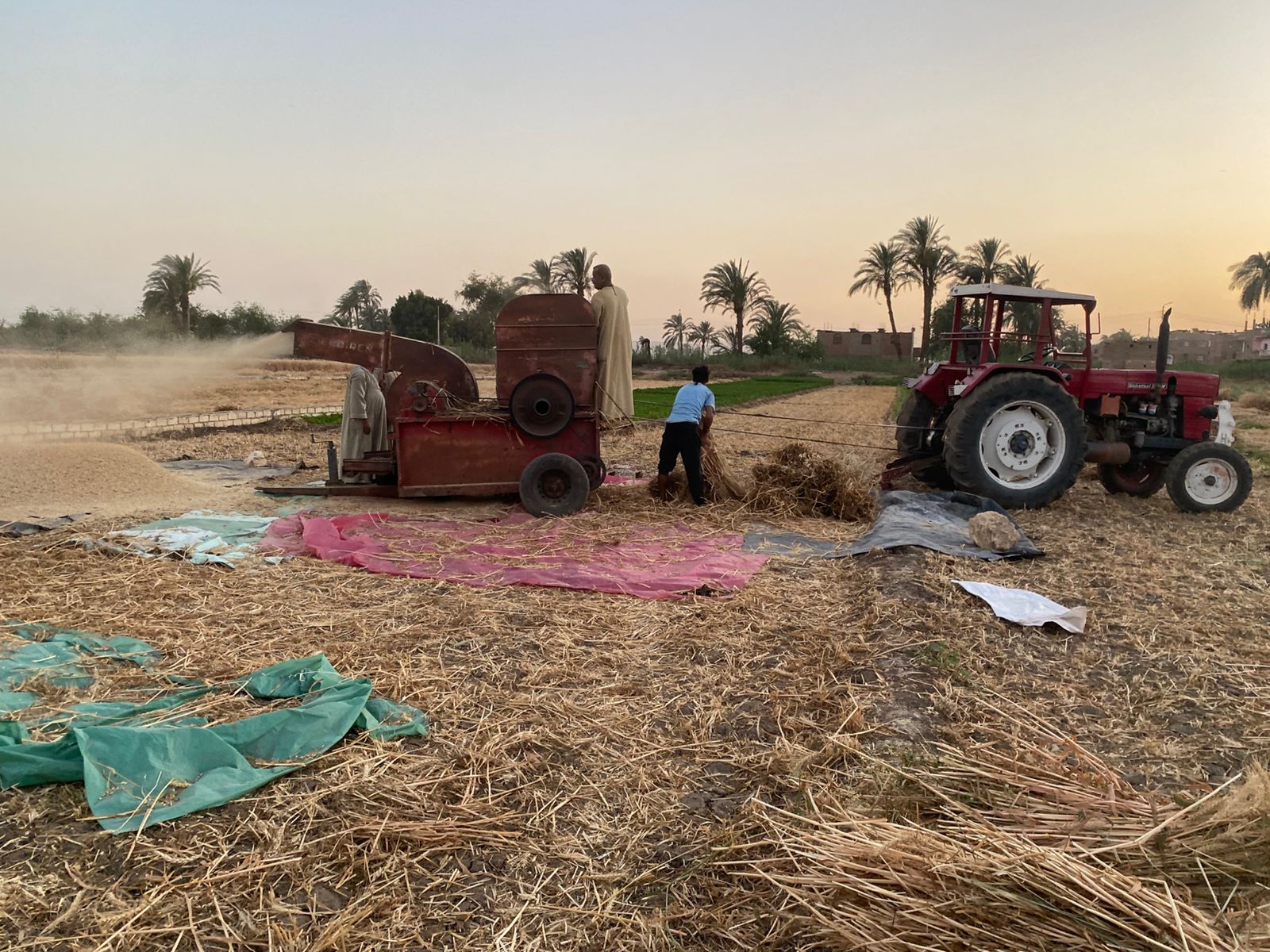 موسم حصاد القمح في أسيوط.. تصوير: جاسمين مهني