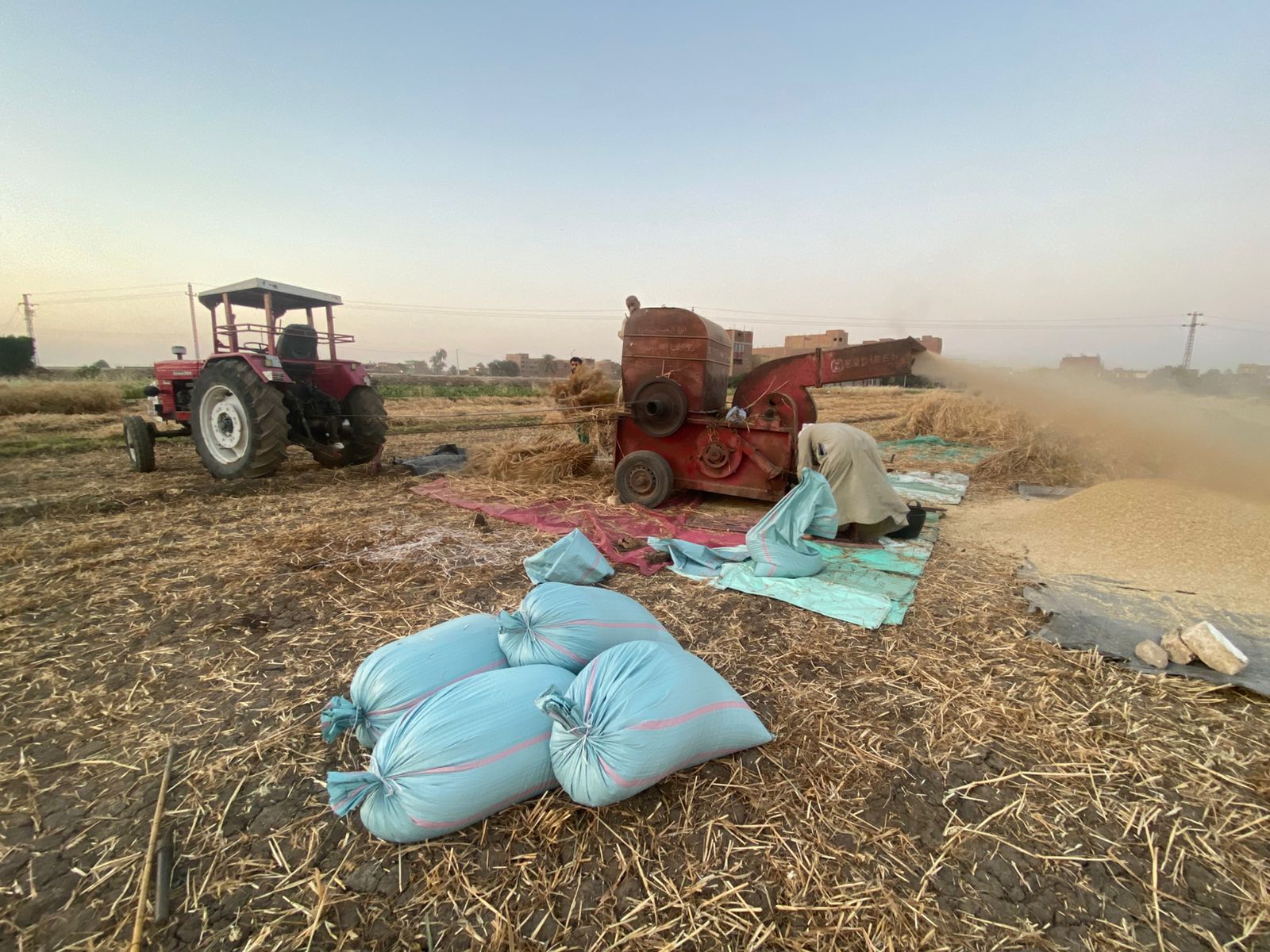 حصاد القمح.. تضوير جاسمين مهني