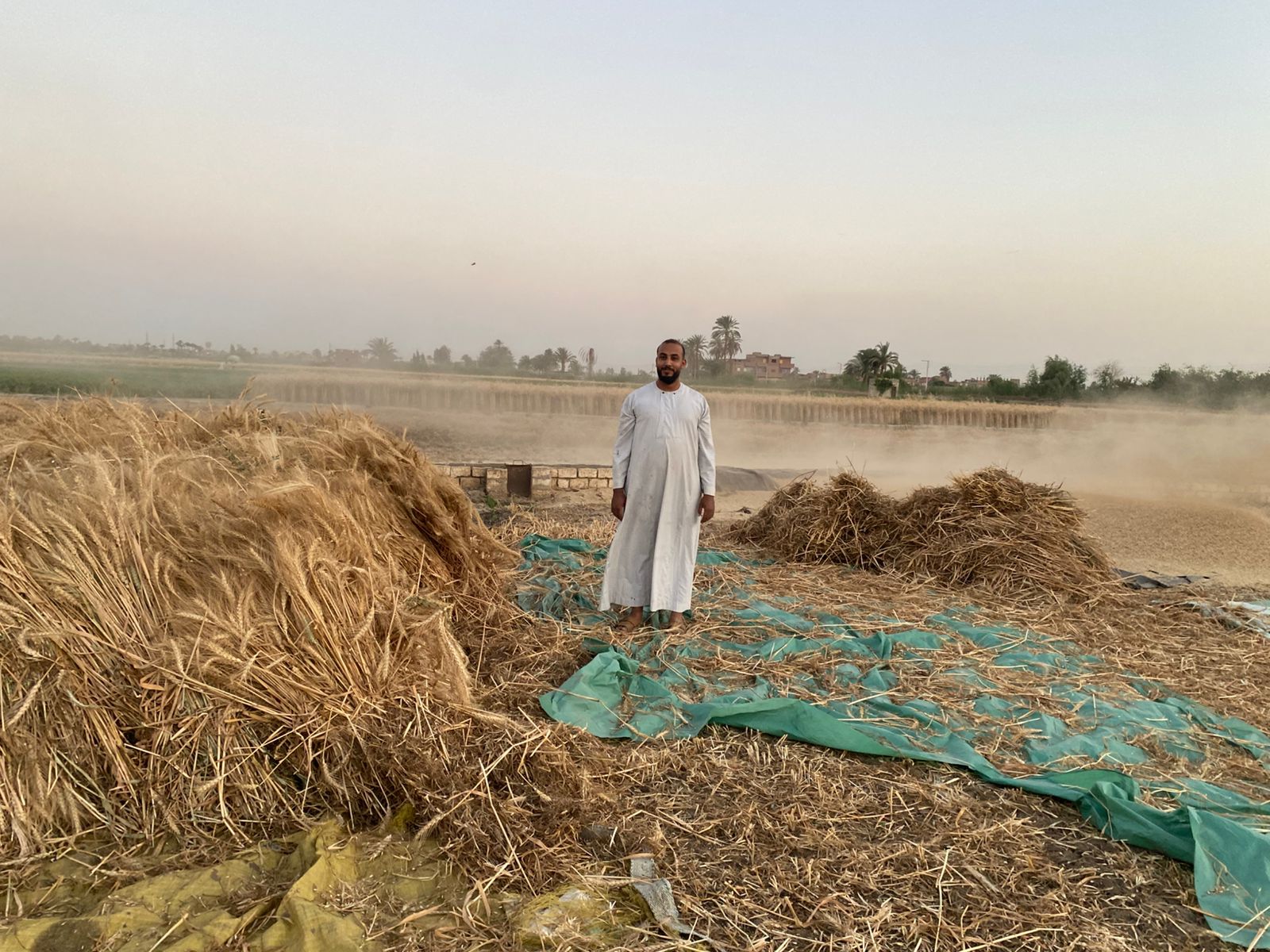 حصاد القمح.. تضوير جاسمين مهني