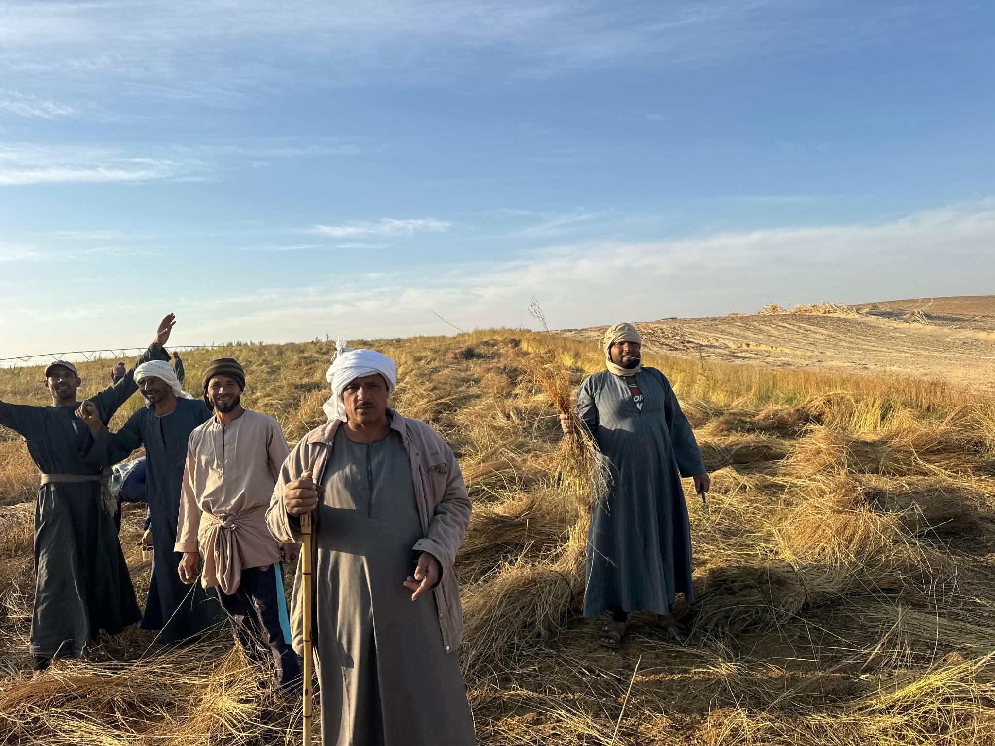 الكتان في حقول المنيا.. تصوير: أمير عدلي صاحب تجربة زراعة الكتان