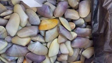 أم الخلول.. تصوير: وليد منتصر