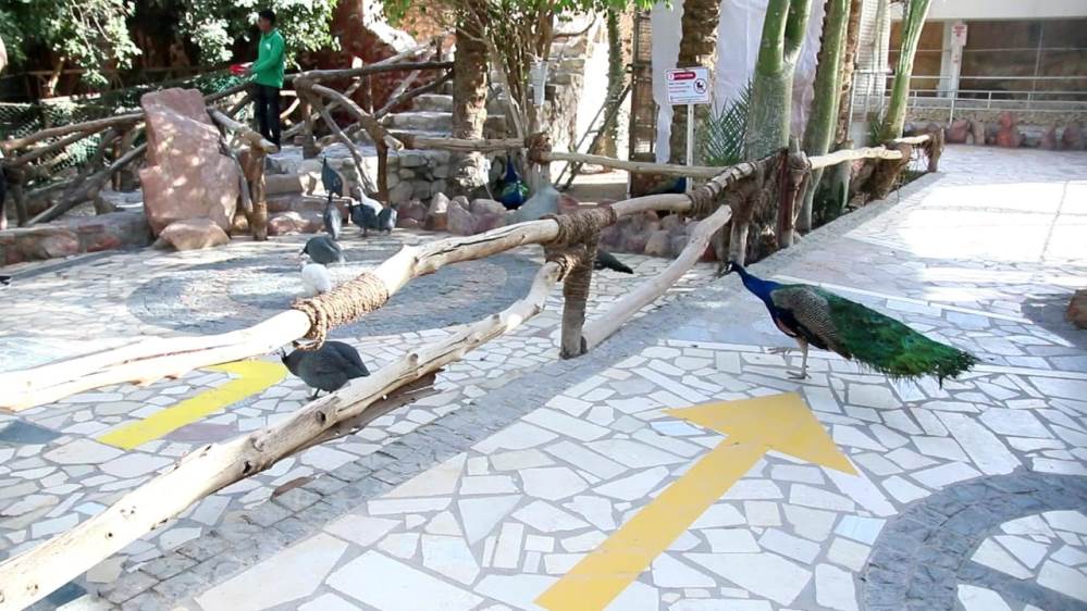 الحياة البرية بمتحف الأحياء المائية بالغردقة