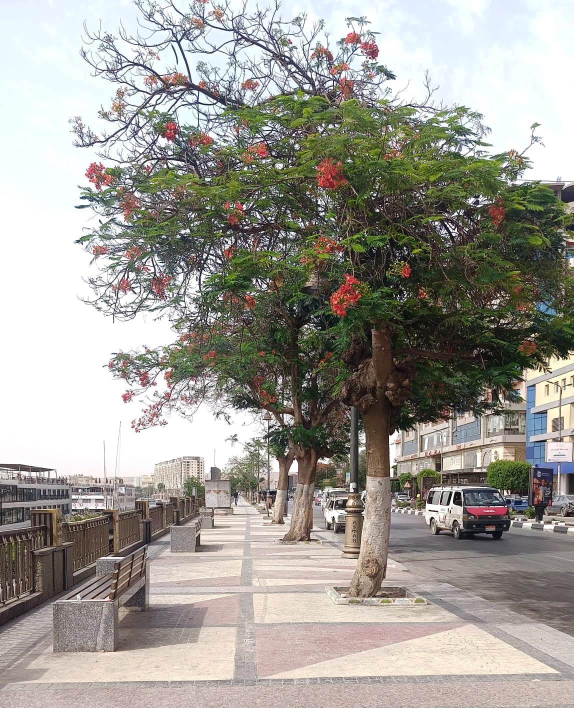 توثيق الأشجار النادرة في حدائق أسوان.. تصوير: وفاء أمين
