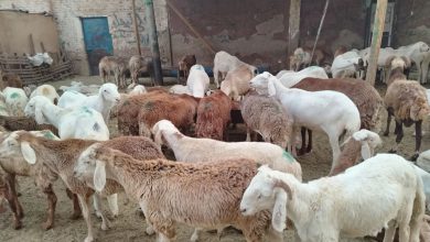 سوق البشارية في أسوان.. تصوير: وفاء أمين