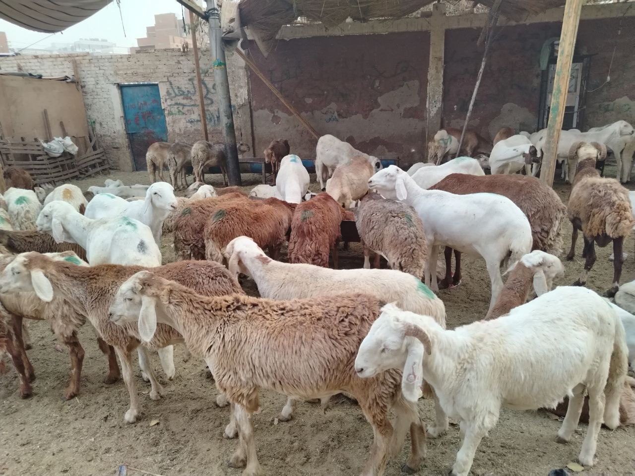سوق البشارية في أسوان.. تصوير: وفاء أمين