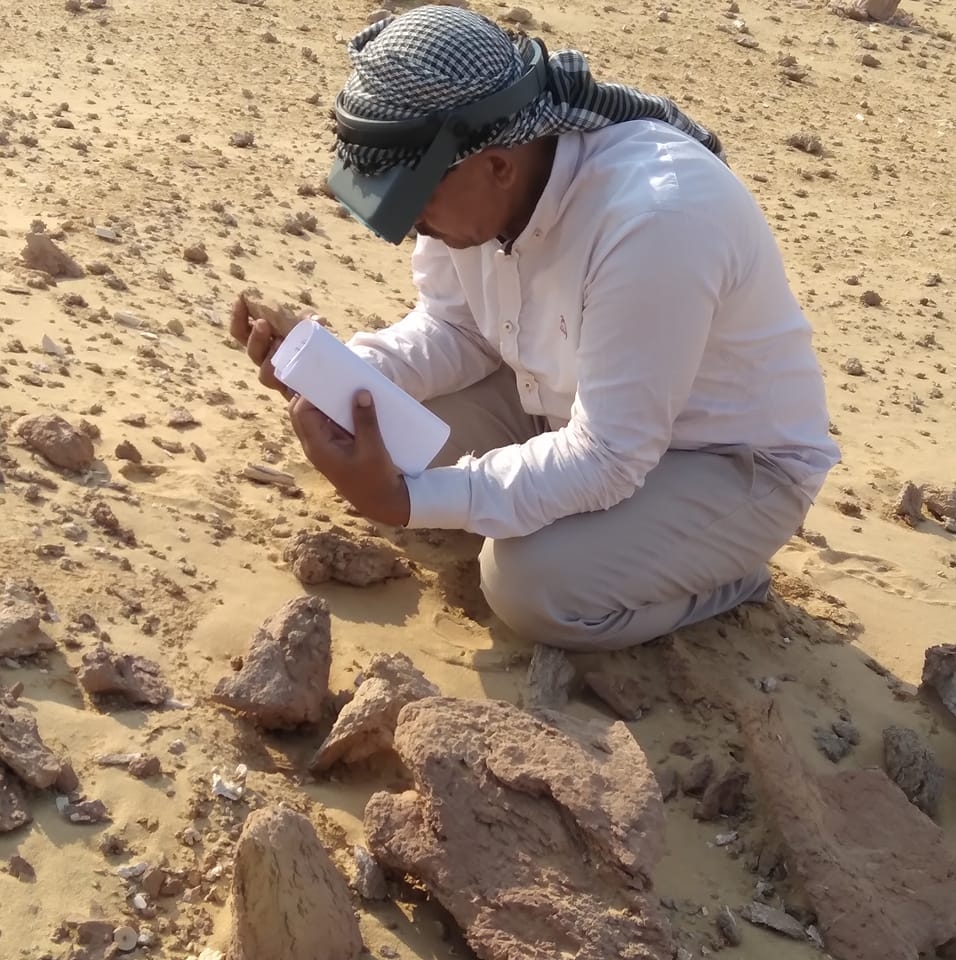 جانب من الاكتشافات الحفرية في صحراء الوادي.. الصورة من د.جبيلي أبو الخير