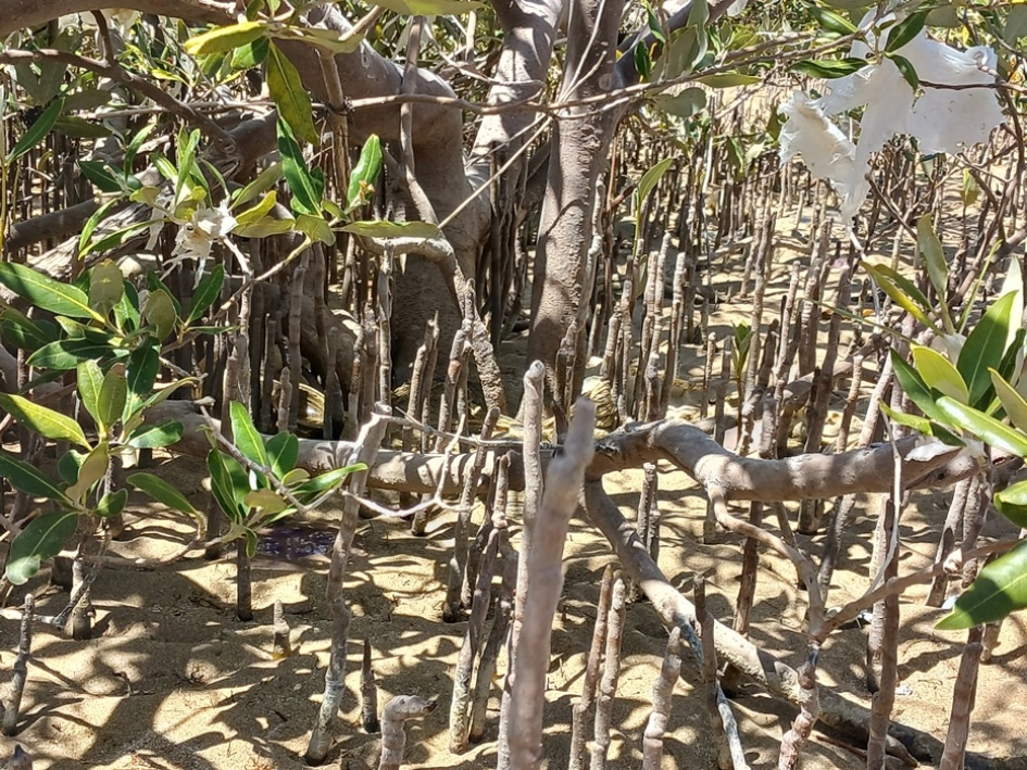 أشجار المانجروف في البحر الأحمر.. تصوير: إسراء محارب