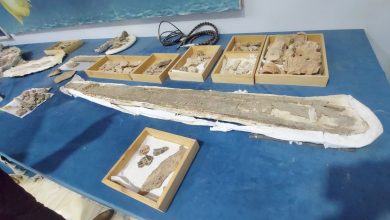 من اكتشافات مركز الحفريات بجامعة الوادي الجديد.. تصوير: هدير محمود